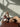 Rozie Black open panties by Secret Room